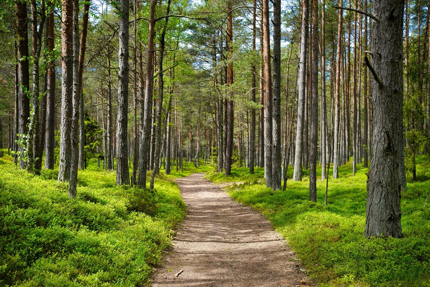 Bosweg tussen bomen als symbool voor richting en perspectief