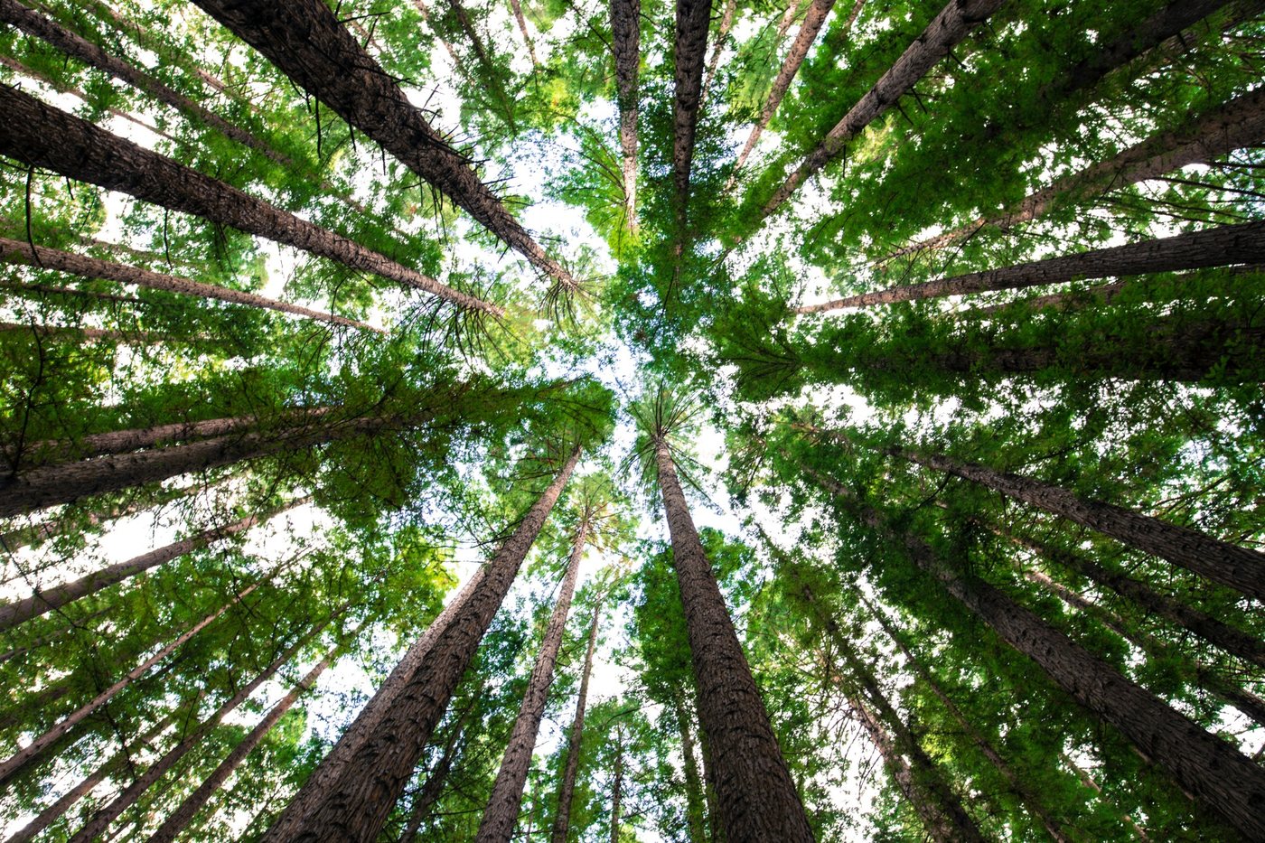 Bomen die samen omhoog groeien als symbool voor een sterk managementteam
